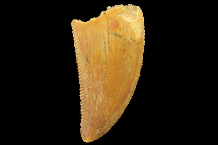 Serrated, Raptor Tooth - Real Dinosaur Tooth #179579